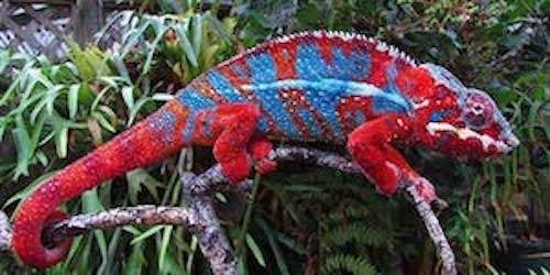 panther chameleon breeders near me