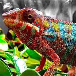 panther-chameleon-diet