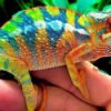 Yellow Body Blue Bar Ambilobe Panther Chameleon
