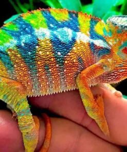 Yellow Body Blue Bar Ambilobe Panther Chameleon
