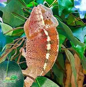 panther chameleon lifespan