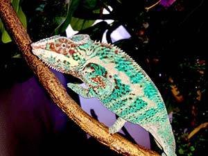 Nosy Faly Panther Chameleon