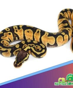 pastel ball python