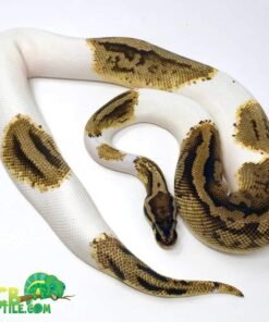 Pastel Pied Ball Python for sale