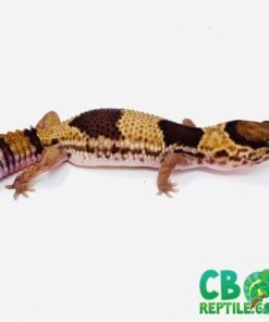 Patterned African Fat Tailed Gecko for sale