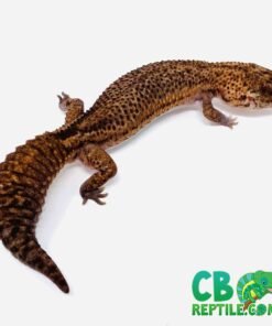 Patternless African Fat Tailed Gecko for sale