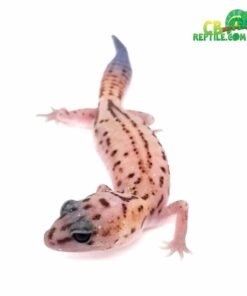 Patternless WhiteOut African Fat Tailed Gecko