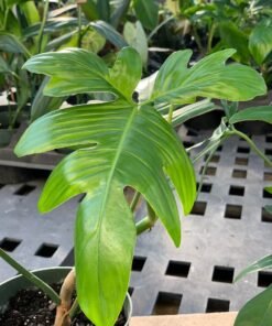 Philodendron Glad Hands