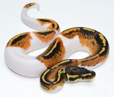 baby ball pythons for sale