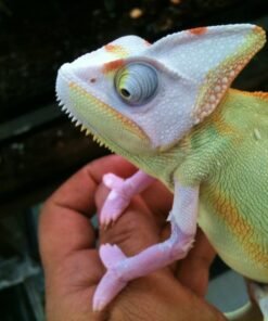 Translucent Veiled Chameleon