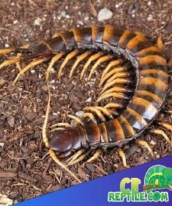 Piece of lava centipede