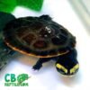 Pink belly side-necked turtle for sale