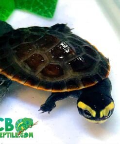 Pink belly side-necked turtle for sale