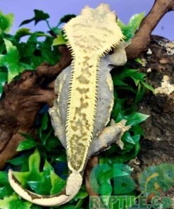 Pinstripe Crested gecko