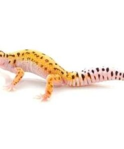 Pinstripe Leopard gecko