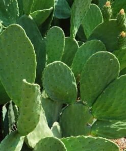 Spineless Cactus Pads