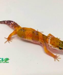 blood purple head leopard gecko
