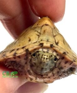 Razorback Musk Turtle for sale