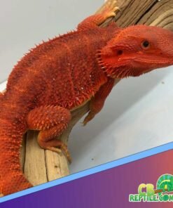 red bearded dragon