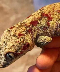 Red Blotch Gargoyle gecko for sale