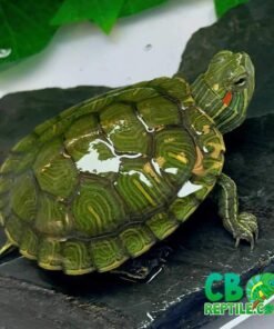 Red Eared Slider turtle