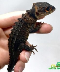 red eyed crocodile skink for sale