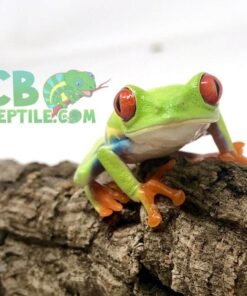 Red Eyed Tree Frog for sale