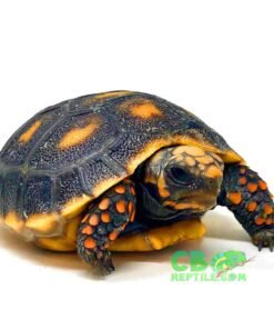 Young Adult Red Foot Tortoise