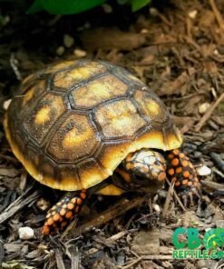 red footed tortoise for sale