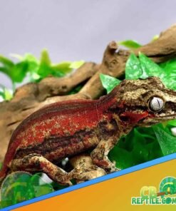 Red Striped Gargoyle gecko for sale
