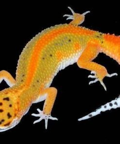 Striped Emerine Leopard gecko