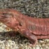 Order 53356 upgrade to 2 adult red tegus