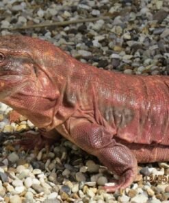 Order 53356 upgrade to 2 adult red tegus
