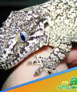 Reticulated Gargoyle gecko for sale