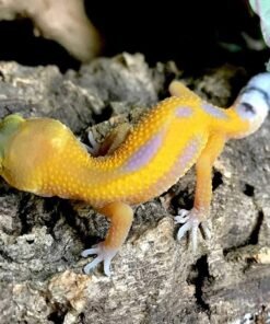 Reverse stripe leopard gecko for sale