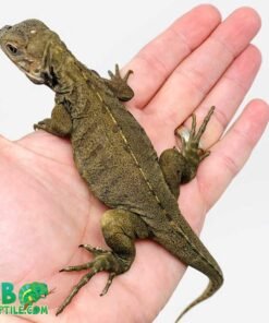 Rhino Iguana for sale