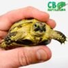 captive bred Russian tortoise