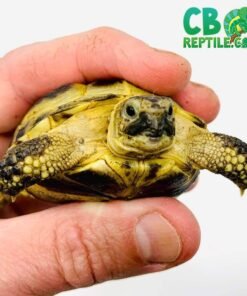 captive bred Russian tortoise