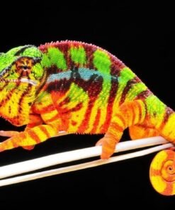 Sambava Panther Chameleon
