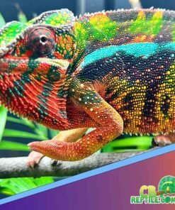 Sambava panther chameleon for sale