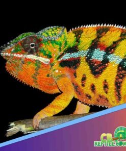Parker health guarantee plus upgrade to juv panther chameleon