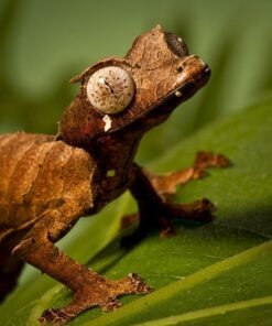 satanic leaf tail gecko for sale
