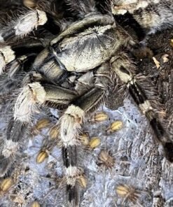 bengal 4 spotted ornamental tarantula