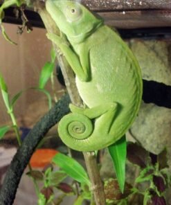 Senegal Chameleon for sale