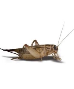large Feeder Crickets