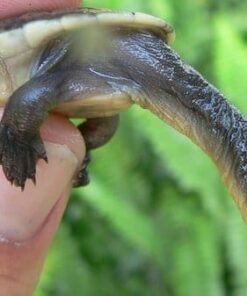 Snake neck turtle