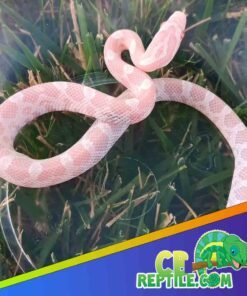 Snow Corn Snake