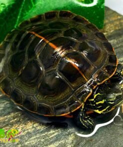 Southern Painted Turtle