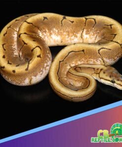 spinner ball python
