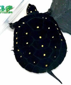 Spotted Turtle for sale